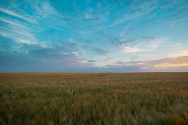 Renkli günbatımında panoramik bir buğday tarlası manzarası. Renkli tarımsal alan. Görünür geri dönüş ve traktörle sürme işaretleri var..