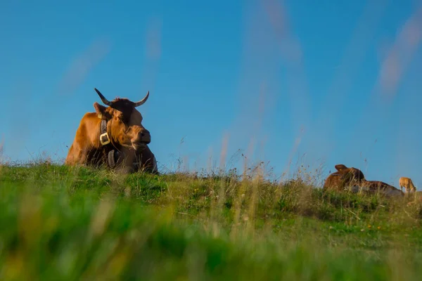 Vache Brune Aux Cornes Relaxe Sur Grand Pâturage Sur Plateau — Photo