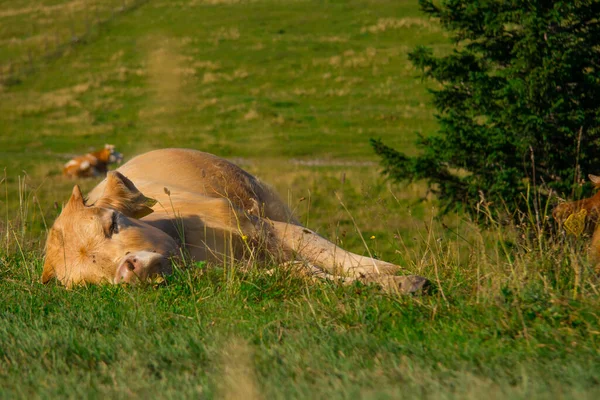 Brown Young Calf Relaxing Big Pasture Field Velika Planina Plateau — Stock Photo, Image