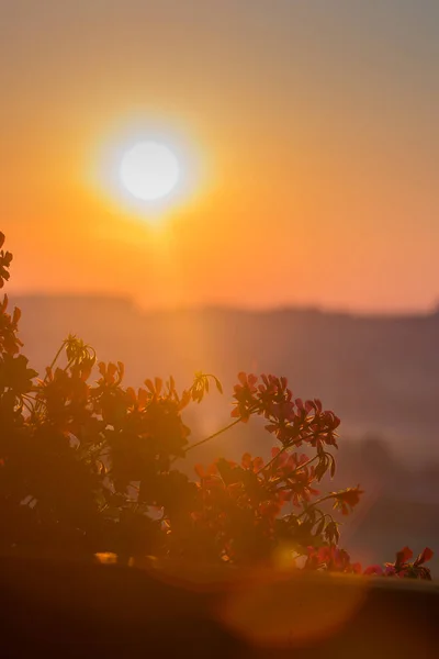 Fleurs Éclairées Par Soleil Matin Émergeant Juste Des Collines Derrière — Photo