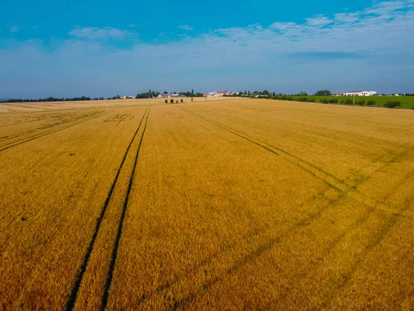 Aerial above view of tractor tracks in a wheat field. Colorful agriculture field with visible signs of turning around and driving with tractor.