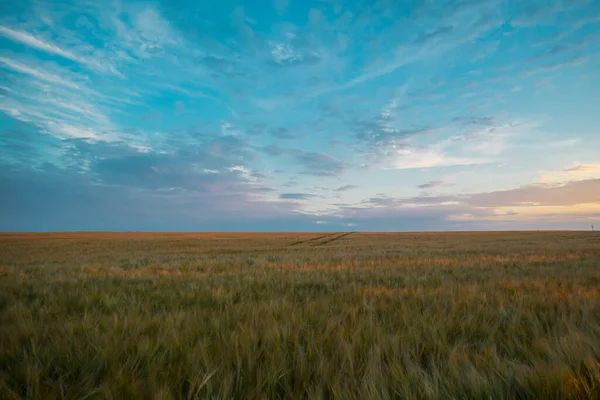 Panoramisch Uitzicht Een Tarweveld Kleurrijke Zonsondergang Kleurrijk Landbouwveld Met Zichtbare — Stockfoto