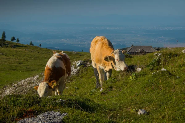 Paire Vaches Brunes Avec Petites Cornes Relaxe Sur Grand Pâturage — Photo