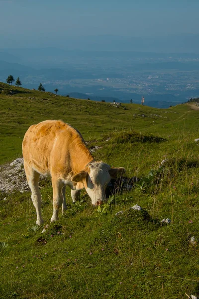 Vaca Marrom Com Chifres Pequenos Está Relaxando Grande Campo Pasto — Fotografia de Stock