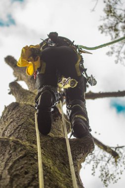 Ağaççı ya da oduncu farklı güvenlik ve tırmanma araçları kullanarak büyük bir ağaca tırmanıyor. Ağaççı bir ağaç kesmeye hazırlanıyor, aşağıdan manzara.