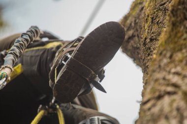 Ağaççı ya da oduncu farklı güvenlik ve tırmanma araçları kullanarak büyük bir ağaca tırmanıyor. Ağaç kesmeye hazırlanan bir ağaç ustası, bir ayakkabı ayrıntısı.