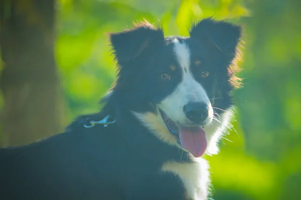 黒と白の色と彼の舌が突き出て美しい国境の犬の肖像画 緑の環境での綱の上の犬 — ストック写真