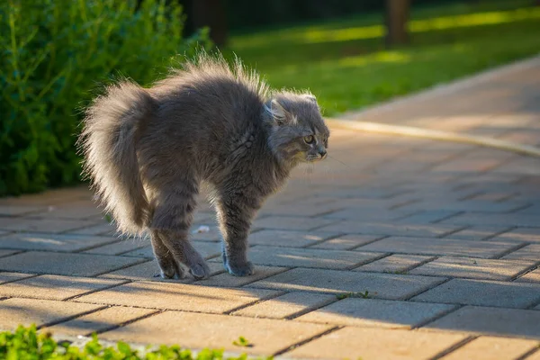 Assustado Pouco Irritado Bonito Pequeno Gato Cinza Com Costas Inclinadas — Fotografia de Stock