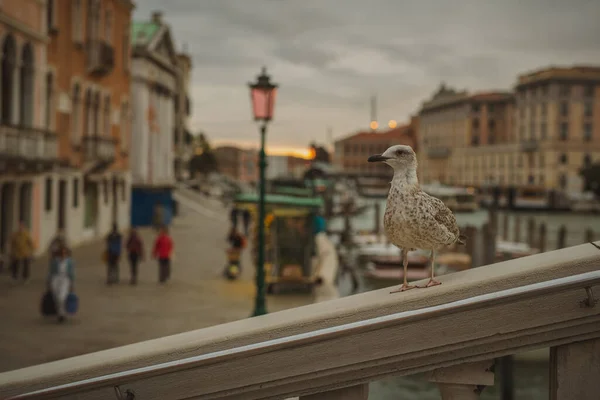 Weiße Möwe Auf Der Brücke Venedig Einem Bewölkten Tag — Stockfoto