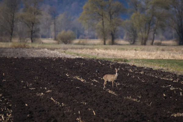 Cerf Unique Sur Champ Mangeant Herbe Des Graines Avec Des — Photo