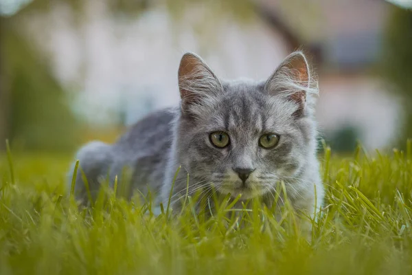 Cute young gray cat hiding deep in the green grass and looking around. Cute little cat on a home garden or patio.