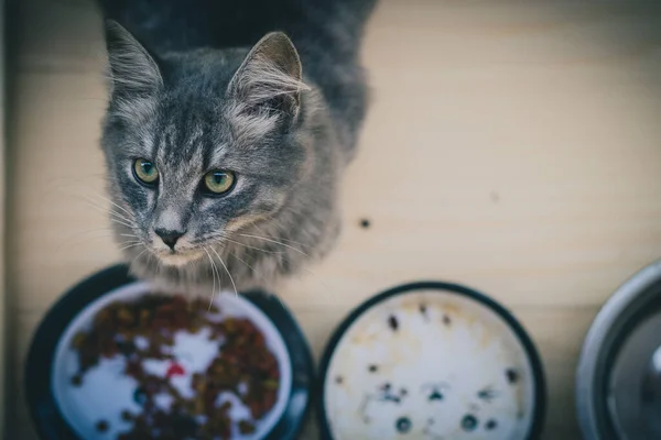 Cute gray cat eating food from a tray and looking up and a bit to the side. Aerial view of a young furry cat feeding.