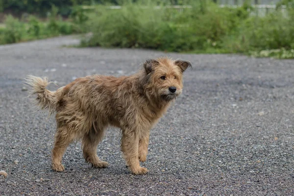 Chien Errant Pelucheux Abandonné Debout Sur Asphalte Faisant Rien — Photo