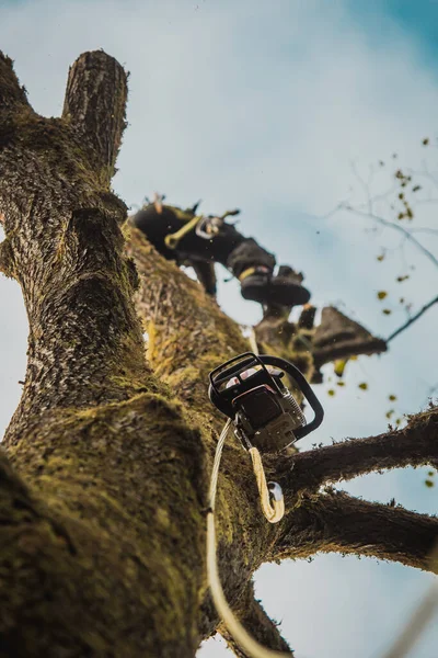 Arborista Leñador Trepando Árbol Grande Usando Diferentes Herramientas Seguridad Escalada — Foto de Stock