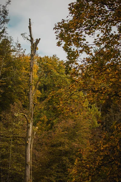 Arborista Leñador Trepando Árbol Grande Usando Diferentes Herramientas Seguridad Escalada —  Fotos de Stock