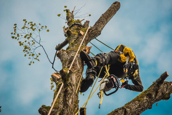 Arborist or lumberjack climbing up on a large tree using different safety and climbing tools. Arborist preparing to cut a tree, view from below.