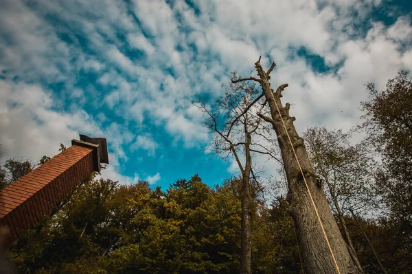 Arborist Ξυλοκόπος Αναρρίχηση Επάνω Ένα Μεγάλο Δέντρο Χρησιμοποιώντας Διαφορετικά Εργαλεία — Φωτογραφία Αρχείου