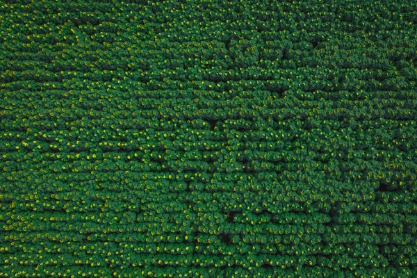 上からひまわり畑 ひまわり畑の垂直ドローンビュー — ストック写真