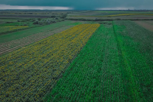 Zonnebloem Maïsveld Naast Elkaar Zichtbaar Twee Verschillende Planten Die Naast — Stockfoto