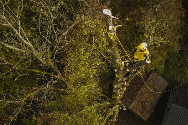 树匠或伐木工用不同的安全和攀爬工具爬上一棵大树 准备砍树的植物学家 空中观察 — 图库照片