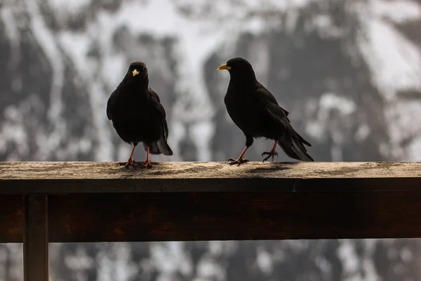 Twee Zwarte Kraaien Een Muur Hek Een Balkon Een Witte — Stockfoto