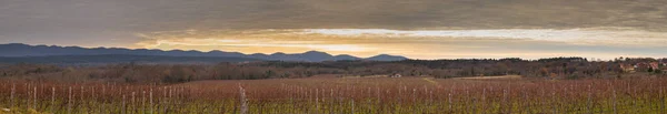 Panorama Viñedo Principios Invierno Ramas Vid Uva Roja Están Listos —  Fotos de Stock