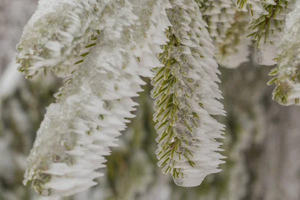 Gefrorene Tannen Oder Baumzweige Grüner Farbe Mit Dickem Eis Das — Stockfoto