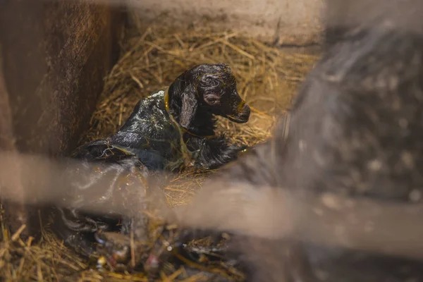 Newborn baby goat lying in hay just seconds after being born. Young small and cute goat, still covered in maternal fluid, being nursed by mother goat.