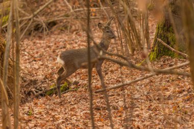 Ormanda yiyecek arayan küçük bir geyik..