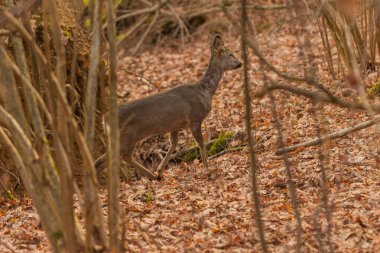 Ormanda yiyecek arayan küçük bir geyik..