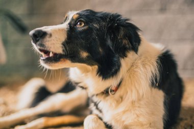 Terasta oturan şirin, genç bir çoban köpeği ve etrafa ilgiyle bakıyor. Antikalar siyah ve beyaz köpek.