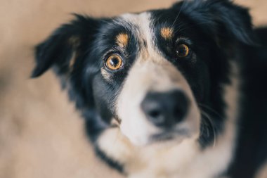 Terasta oturan şirin, genç bir çoban köpeği ve etrafa ilgiyle bakıyor. Antikalar siyah ve beyaz köpek.