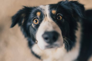 Terasta oturan şirin, genç bir çoban köpeği ve etrafa ilgiyle bakıyor. Antikalar siyah ve beyaz köpek.