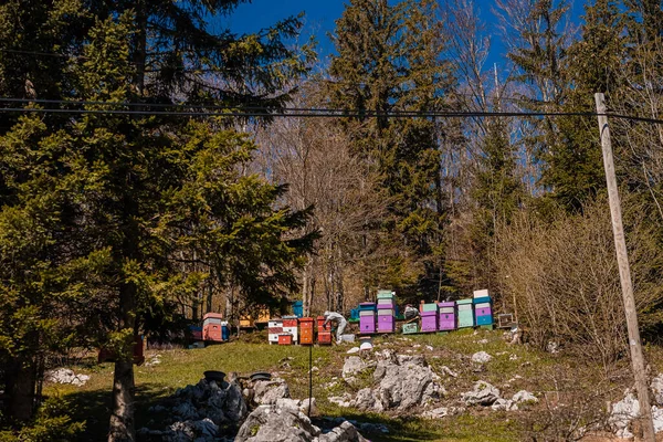 Plantation Abeilles Maisons Pour Abeilles Dans Une Prairie Verte Dans — Photo