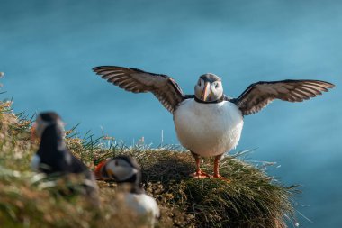 Güneşli bir günde İzlanda 'dan gelen tatlı martı kanatlarını çırpmaya ve uçmaya başlıyor. Ön portre