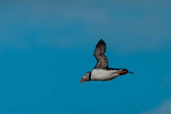Симпатичная Ледяная Птица Полете Над Чистым Голубым Небом Вид Сбоку — стоковое фото