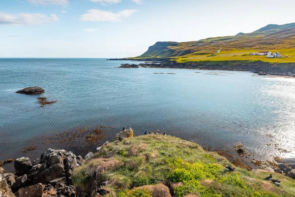 Útesy Pláž Borgarfjordur Eystri Island Obydlené Krásnými Puffin Ptáků Toulat — Stock fotografie