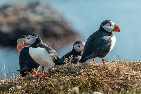 Colorful group of beautiful puffin birds from Iceland, shot on a sunny day. Frontal view on a green ledge.
