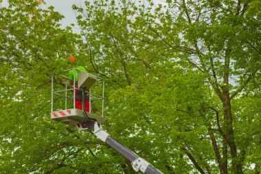 Bilinmeyen bir ağaç gövdesi ve ağaç dallarını elektrikli testere ve hidrolik sepet yardımıyla kesiyor..
