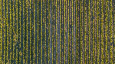 Asma bahçesinden geçen ve yerden yeni filizlenen sarmaşıkların hava görüntüsü. Sabahın köründe üzüm tarlası manzarası.