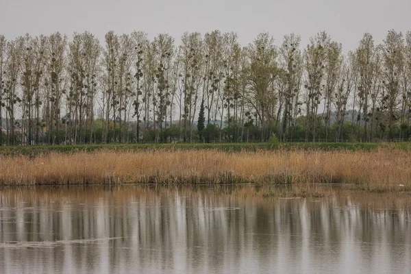 Zonas Húmidas Perto Ptuj Slovenia Com Reservatório Água Visível Árvores — Fotografia de Stock