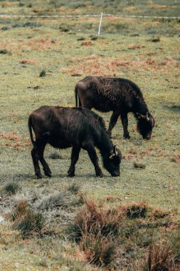Bir Afrika buffalosu sürüsü doğada çim tarlaları yiyor.