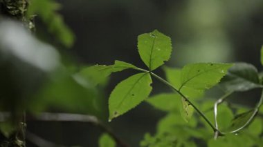 Tırtıklı kenarları, küçük delikleri ve parlayan yağmur damlacıkları ile üç yapraklı yeşil bir yaprağın yakın plan, bulanık, sisli bir orman zemin üzerine kurulmuş.