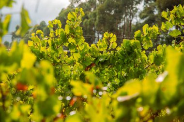 Sarmaşık tellerinin üzerindeki yağmur damlalarıyla parlayan yemyeşil üzüm yapraklarının yakın çekimi. Yumuşak güneş ışığı bulutlu bir günde bulanık orman arkaplanıyla bokeh röfleleri oluşturur..