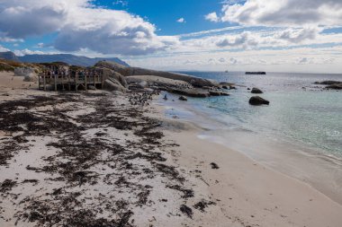 Cape Town yakınlarındaki Penguen Körfezi, Afrika penguenlerinin kumlu bir sahil boyunca paytak paytak yürüdüğünü gösteriyor. Granit kayalar, ziyaretçiler, turkuaz su, dramatik bulutlar ve vahşi bir kıyı manzarası..
