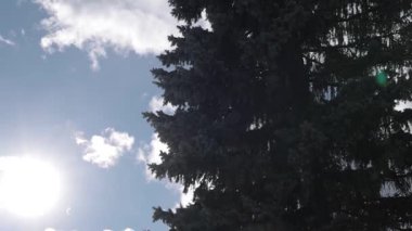 Parlak güneş, mavi gökyüzünde süzülen yumuşak bulutlar gibi, uzun ve yeşil ağaçların arasından parlar. Kamera yavaşça yukarı doğru eğiliyor, sakin, doğal bir orman anını yakalıyor ışık, hava ve dinginlikle dolu..