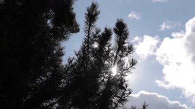 Parlak güneş, mavi gökyüzünde süzülen yumuşak bulutlar gibi, uzun ve yeşil ağaçların arasından parlar. Kamera yavaşça yukarı doğru eğiliyor, sakin, doğal bir orman anını yakalıyor ışık, hava ve dinginlikle dolu..