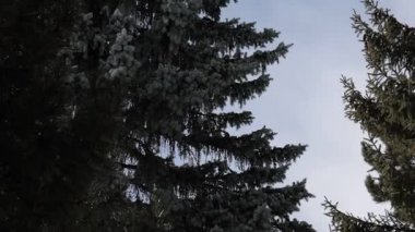 Parlak güneş, mavi gökyüzünde süzülen yumuşak bulutlar gibi, uzun ve yeşil ağaçların arasından parlar. Kamera yavaşça yukarı doğru eğiliyor, sakin, doğal bir orman anını yakalıyor ışık, hava ve dinginlikle dolu..