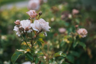 Yumuşak soluk pembe güller çiçek açmış, narin yapraklar ve açılmamış tomurcuklar, sığ bir alan derinliği ve doğal yeşil bir arka planda yakalanmış, sakin, romantik bir bahçe havası yaratıyor..