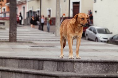 Yalnız bir kahverengi sokak köpeği Quito 'daki yaya geçidine yakın taş basamaklarda dikiliyor. Şehrin önünden geçen arabaları, yayaları ve pastel binaları izliyor. Quito' da başıboş gezenlerin kumlarını yakalıyor..